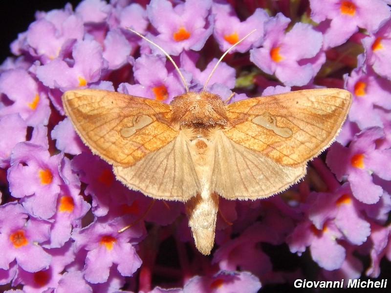 2 Noctuidae Plusiinae